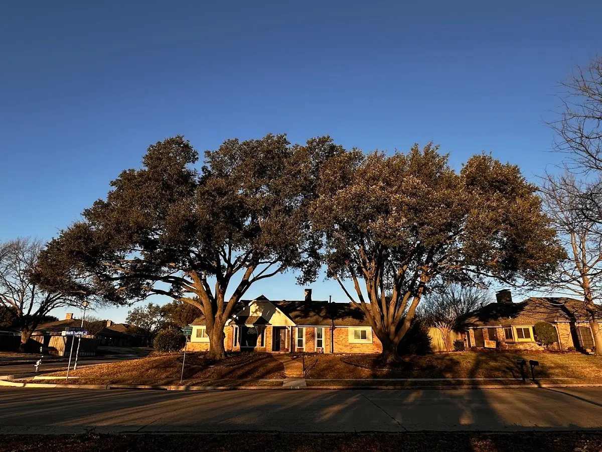 Established residential canopy tree shading a home in Nuiqsut